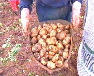 patatas 12